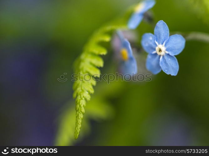 Beautiful forget-me-not Spring flowers with shallow depth of field