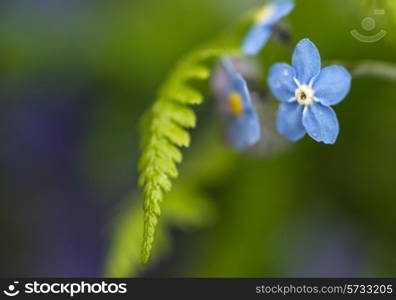 Beautiful forget-me-not Spring flowers with shallow depth of field