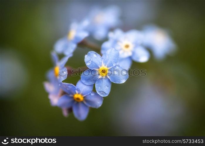 Beautiful forget-me-not Spring flowers with shallow depth of field