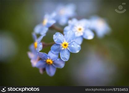Beautiful forget-me-not Spring flowers with shallow depth of field