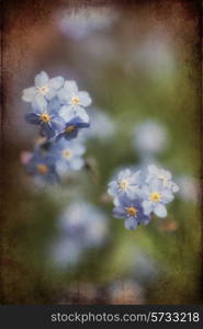 Beautiful forget-me-not Spring flowers with textured and vignette effect added