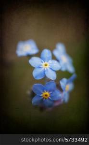 Beautiful forget-me-not Spring flowers with textured and vignette effect added