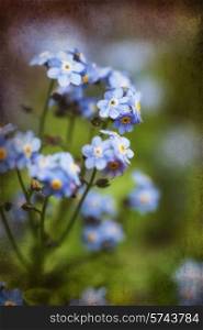 Beautiful forget-me-not Spring flowers with textured and vignette effect added