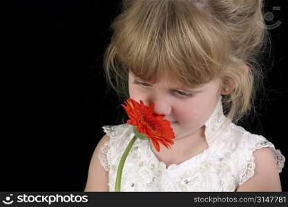 Beautiful four year old girl smelling flower. Shot in studio over black. Wearing white pageant dress and hair up.