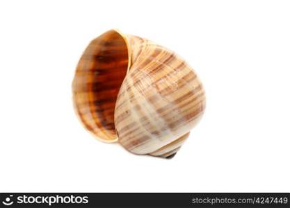 Beautiful fragile and delicate seashell isolated on white.