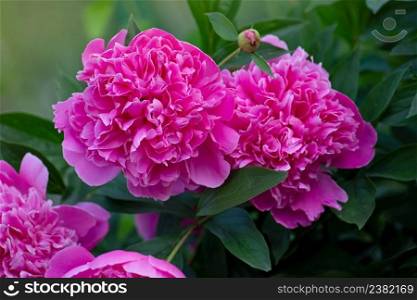 Beautiful fragrant peonies flowers. Pink color peonies flower. Pink peony flowers in garden.. Blooming pink peony flower. Pink flowers peonies flowering