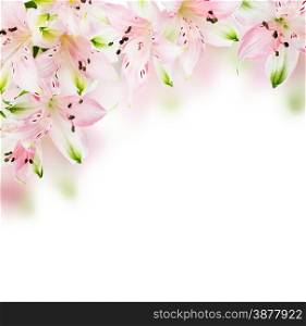 Beautiful frame of pink alstroemeria flower on a white background with space for text