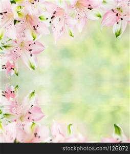 Beautiful frame of pink alstroemeria flowers on the blurred abstract natural yellow-green background with reflection in a water surface, with copy-space
