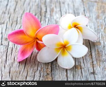 beautiful frangipani flowers on wooden background