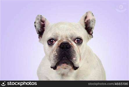 Beautiful french bulldog isolated on a purple background