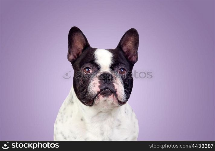 Beautiful french bulldog isolated on purple background