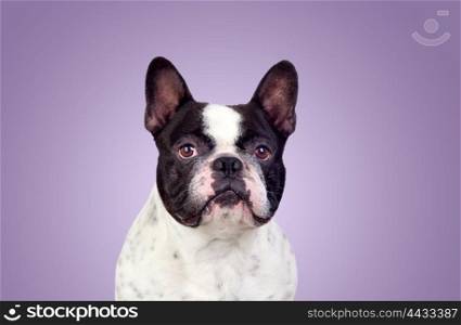 Beautiful french bulldog isolated on purple background