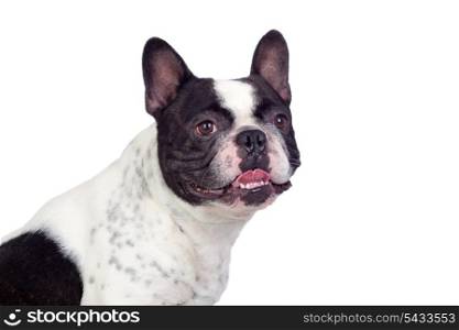 Beautiful french bulldog isolated on white background