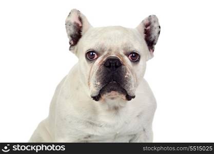 Beautiful french bulldog isolated on white background