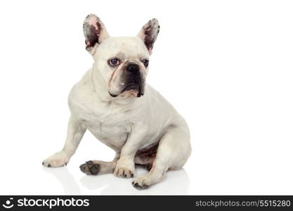 Beautiful french bulldog isolated on white background