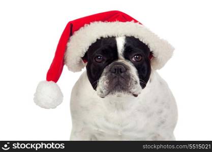 Beautiful french bulldog with christmas hat isolated on white background