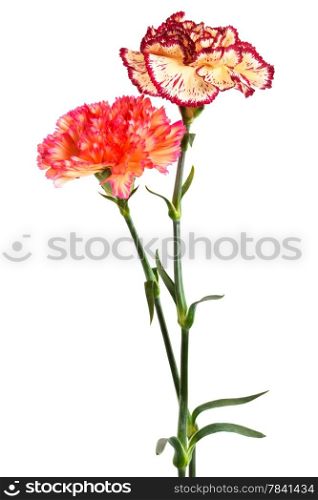 Beautiful fresh carnation on a white background
