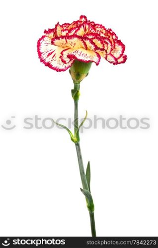 Beautiful fresh carnation on a white background