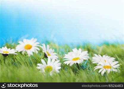 Beautiful fresh chamomiles in grass, blue sky and white copy space on background. Chamomiles in grass