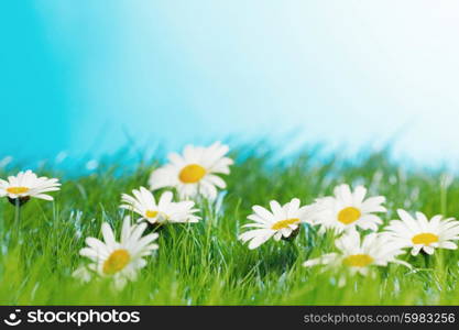 Beautiful fresh chamomiles in grass, blue sky on background