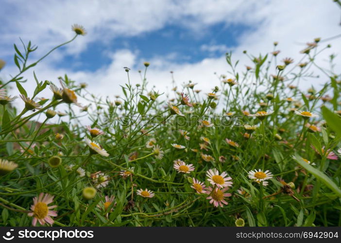 Beautiful fresh chamomiles in grass, Daisies in the foreground, blue sky on background.