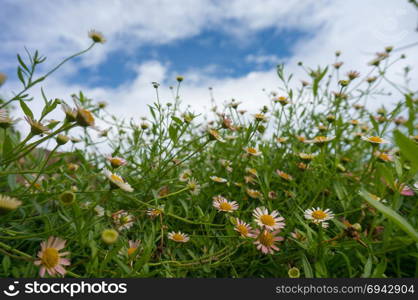 Beautiful fresh chamomiles in grass, Daisies in the foreground, blue sky on background.