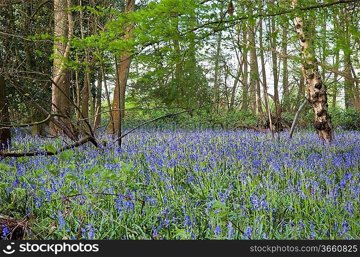Beautiful fresh colorful Spring image of bluebell flower wood