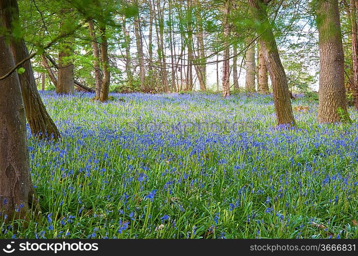 Beautiful fresh colorful Spring image of bluebell flower wood