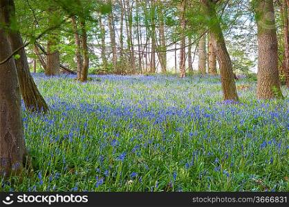 Beautiful fresh colorful Spring image of bluebell flower wood