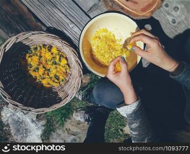 Beautiful fresh dandelion flowers in a big wicker bowl, yellow heads collected for medical or culinary purposes. Food ingredients for jam, marmalade, confiture. Top view, hands plucking the flowers