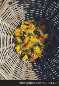 Beautiful fresh dandelion flowers in a big wicker bowl, yellow heads collected for medical or culinary purposes. Food ingredients for jam, marmalade, confiture. Top view, close up image