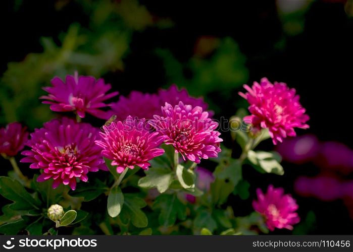 Beautiful fresh flowers as a nature background