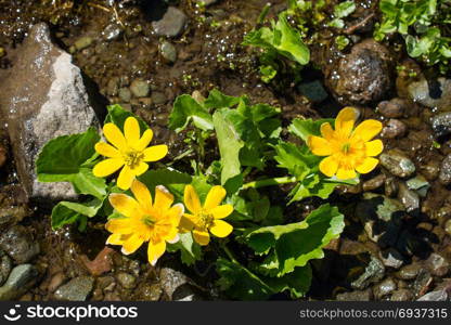 Beautiful fresh flowers in nature background