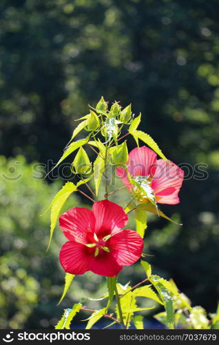 Beautiful fresh flowers in nature background