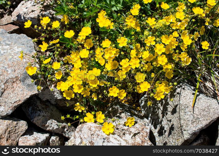 Beautiful fresh flowers in nature background