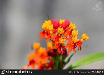 Beautiful fresh flowers in nature background