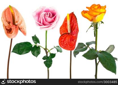 Beautiful fresh flowers on a white background