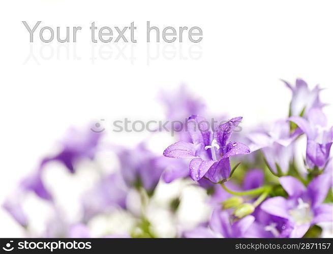 Beautiful fresh flowers over white background