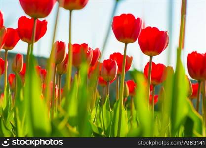 Beautiful fresh flowers, red tulips against the sky