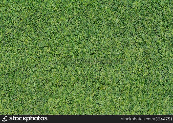 Beautiful Fresh Green Grass Background