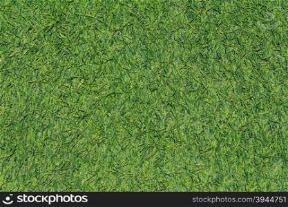 Beautiful Fresh Green Grass Background