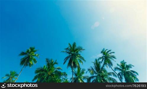 Beautiful fresh green palm trees over blue clear sky background, abstract natural border, amazing sunny day on tropical beach resort, summer vacation concept