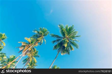 Beautiful fresh green palm trees over clear blue sky background, abstract natural theme, amazing sunny day on tropical beach resort, summer vacation concept