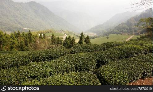 Beautiful fresh green tea plantation in Taiwan. Tea Plantation on highland