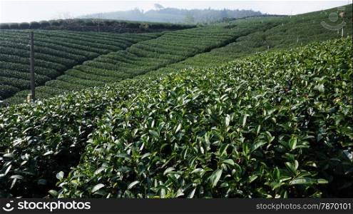 Beautiful fresh green tea plantation in Taiwan . Tea Plantation on highland