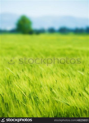 Beautiful fresh green wheat field, agricultural landscape, organic food industry, growing plant, spring nature