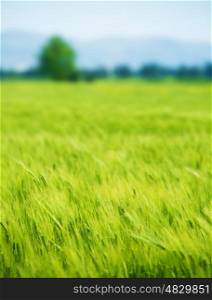 Beautiful fresh green wheat field, agricultural landscape, organic food industry, growing plant, spring nature
