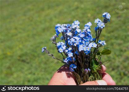 Beautiful fresh Myosotis flowers in hand in nature background