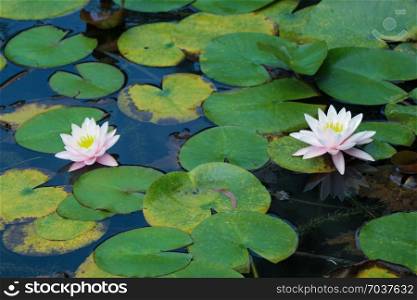Beautiful fresh Nymphaea lotus flowers in nature background