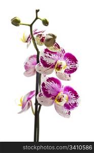 Beautiful fresh orchid isolated on white background